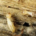 termites