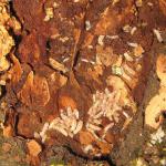 La reticulitermes flavicolis