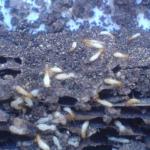 Termites à l'Île de la REUNION